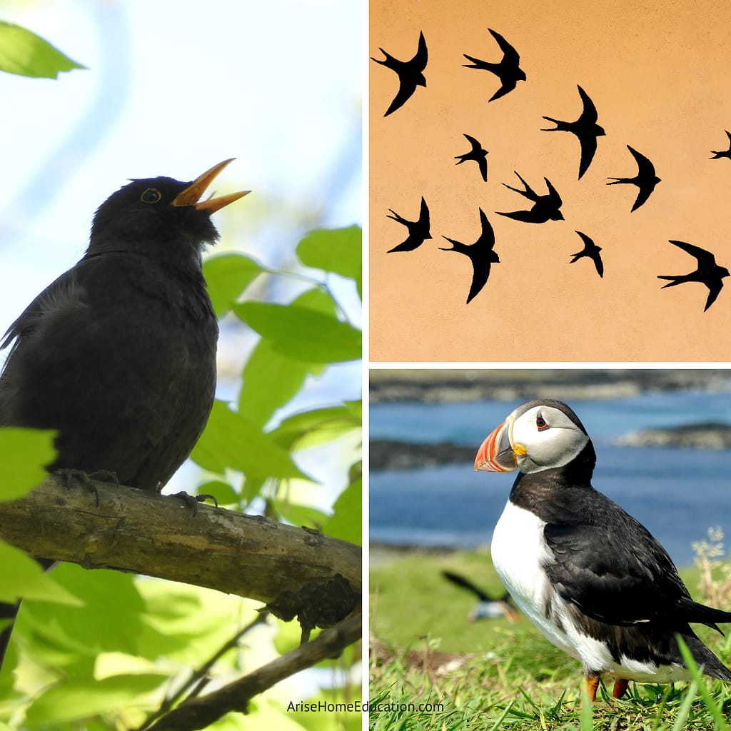 collage image of Spring Outdoor Activities for Kids - Bird Identification and more from AriseHomeEducation.com